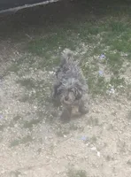 Charlie, a male Poodle - Toy  for sale in Richland Center, WI – 6 of 6