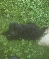 Joey, a male Poodle - Toy  for sale in Richland Center, WI – 2 of 3