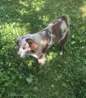 Maddie, a female Miniature American Shepherd for sale in Richland Center, WI – 5 of 10