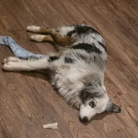 Sly   (Sylvester), a male Miniature Australian Shepherd for sale in Richland Center, WI – Photo 2 of 3