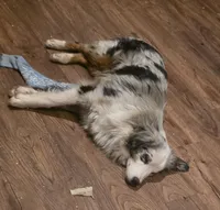 Sly   (Sylvester), a male Miniature Australian Shepherd for sale in Richland Center, WI – Photo 2 of 3