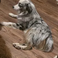 Sly   (Sylvester), a male Miniature Australian Shepherd for sale in Richland Center, WI – Photo 1 of 3