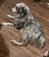 Sly   (Sylvester), a male Miniature Australian Shepherd for sale in Richland Center, WI – Photo 1 of 3