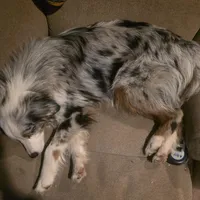Sly   (Sylvester), a male Miniature Australian Shepherd for sale in Richland Center, WI – Photo 3 of 3