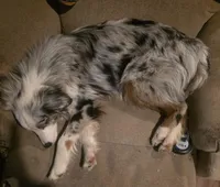 Sly   (Sylvester), a male Miniature Australian Shepherd for sale in Richland Center, WI – Photo 3 of 3