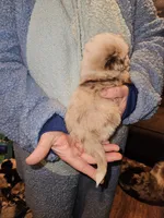 Milly's Red Merle Male, a male Toy Australian Shepherd for sale in Richland Center, WI – Photo 1 of 3