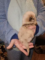 Milly's Red Merle Male, a male Toy Australian Shepherd for sale in Richland Center, WI – Photo 3 of 3