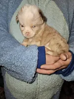 Milly's Red Merle Male, a male Toy Australian Shepherd for sale in Richland Center, WI – Photo 2 of 3