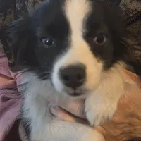 Sam, Tiny, 6#, a male Toy Australian Shepherd for sale in Richland Center, WI – Photo 4 of 4