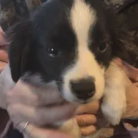 Sam, Tiny, 6#, a male Toy Australian Shepherd for sale in Richland Center, WI – Photo 3 of 4