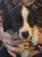 Sam, a male Toy Australian Shepherd for sale in Richland Center, WI – Photo 3 of 4