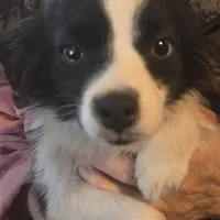 Sam, Tiny, 6#, a male Toy Australian Shepherd for sale in Richland Center, WI – Photo 2 of 4