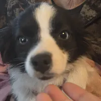 Sam, Tiny, 6#, a male Toy Australian Shepherd for sale in Richland Center, WI – Photo 1 of 4