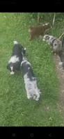 Gracie, a female Miniature Australian Shepherd for sale in Richland Center, WI – 3 of 3