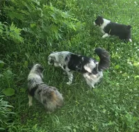 Gracie, a female Miniature Australian Shepherd for sale in Richland Center, WI – 6 of 6