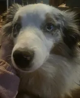 Maddie, a female Miniature American Shepherd for sale in Richland Center, WI – Photo 4 of 8