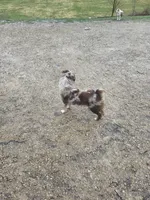 Maddie, a female Miniature American Shepherd for sale in Richland Center, WI – Photo 6 of 8
