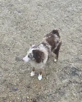 Maddie, a female Miniature American Shepherd for sale in Richland Center, WI – Photo 3 of 8