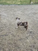 Maddie, a female Miniature American Shepherd for sale in Richland Center, WI – Photo 7 of 8