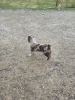 Maddie, a female Miniature American Shepherd for sale in Richland Center, WI – Photo 5 of 8