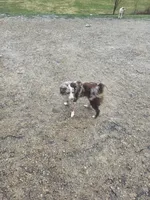 Maddie, a female Miniature American Shepherd for sale in Richland Center, WI – Photo 8 of 8