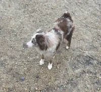 Maddie, a female Miniature American Shepherd for sale in Richland Center, WI – Photo 2 of 8