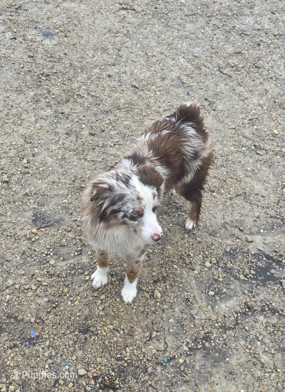Maddie, a female Miniature American Shepherd for sale in Richland Center, WI – Photo 1 of 8