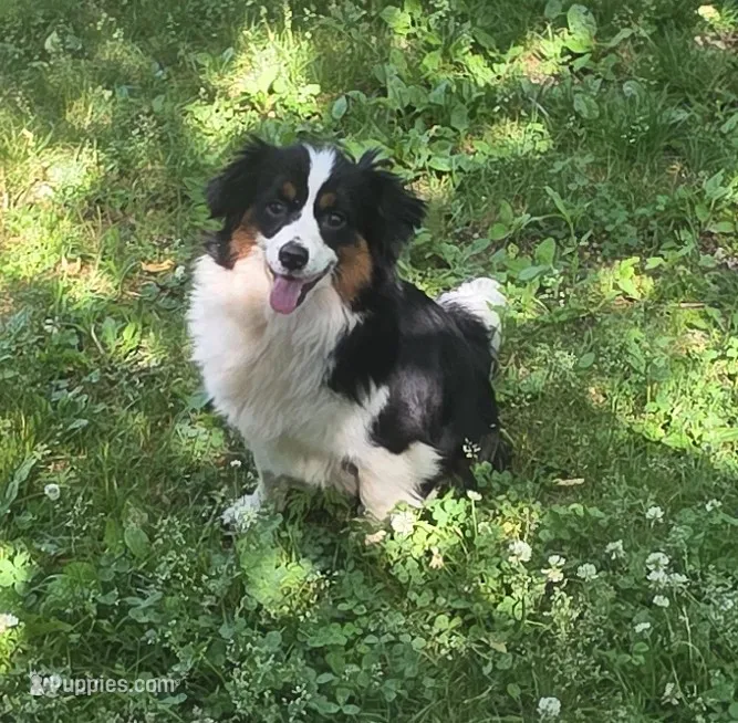 Lizzy  Peppa's girl – Miniature Australian Shepherd puppy for sale in Richland Center, WI