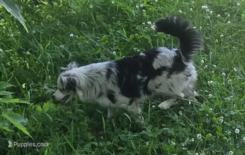 Gracie – Miniature Australian Shepherd puppy for sale in Richland Center, WI