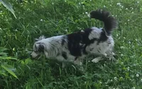 Gracie, a female Miniature Australian Shepherd for sale in Richland Center, WI – 1 of 6