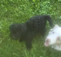 Joey, a male Poodle - Toy  for sale in Richland Center, WI – 1 of 3