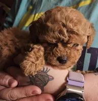 Red poodle toy, a female Poodle - Toy  for sale in Richland Center, WI – Photo 6 of 8