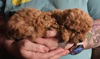Red poodle toy, a female Poodle - Toy  for sale in Richland Center, WI – Photo 2 of 8