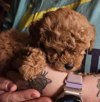 Red poodle toy, a female Poodle - Toy  for sale in Richland Center, WI – Photo 4 of 8