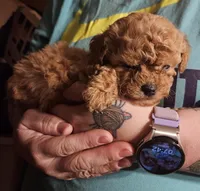 Red poodle toy, a female Poodle - Toy  for sale in Richland Center, WI – Photo 5 of 8