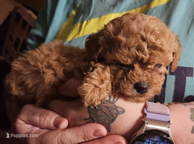 Red poodle toy, a female Poodle - Toy  for sale in Richland Center, WI – Photo 1 of 8
