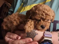 Red poodle toy, a female Poodle - Toy  for sale in Richland Center, WI – Photo 1 of 8