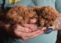 Red poodle toy, a female Poodle - Toy  for sale in Richland Center, WI – Photo 8 of 8