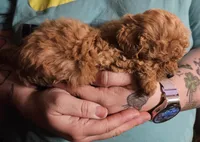 Red poodle toy, a female Poodle - Toy  for sale in Richland Center, WI – Photo 7 of 8