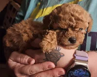 Red poodle toy, a female Poodle - Toy  for sale in Richland Center, WI – Photo 3 of 8