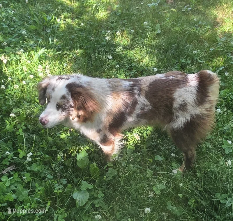 Maddie – Miniature American Shepherd puppy on hold in Richland Center, WI
