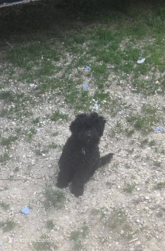 Joey – Poodle - Toy  puppy for sale in Richland Center, WI