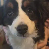 Lizzy  Peppa's girl, a female Miniature Australian Shepherd for sale in Richland Center, WI – Photo 4 of 5