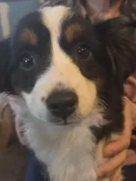 Liz  Peppa's girl, a female Miniature Australian Shepherd for sale in Richland Center, WI – Photo 4 of 5