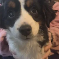 Lizzy  Peppa's girl, a female Miniature Australian Shepherd for sale in Richland Center, WI – Photo 3 of 5
