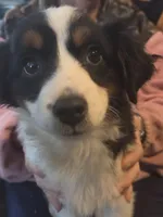 Liz  Peppa's girl, a female Miniature Australian Shepherd for sale in Richland Center, WI – Photo 1 of 5