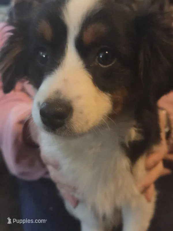 Lizzy  Peppa's girl – Miniature Australian Shepherd puppy for sale in Richland Center, WI