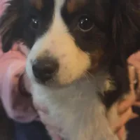 Lizzy  Peppa's girl, a female Miniature Australian Shepherd for sale in Richland Center, WI – Photo 2 of 5