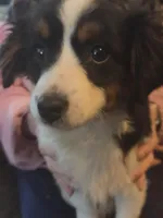 Liz  Peppa's girl, a female Miniature Australian Shepherd for sale in Richland Center, WI – Photo 2 of 5