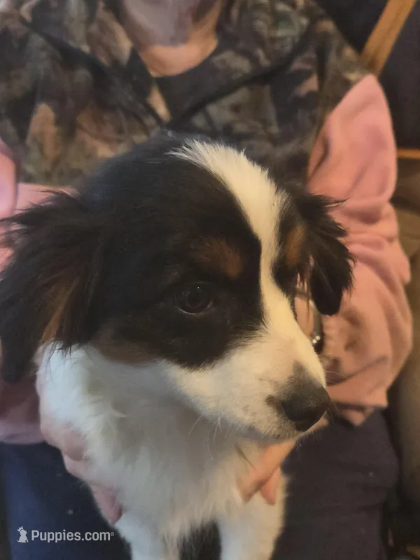 Lizzy  Peppa's girl – Miniature Australian Shepherd puppy for sale in Richland Center, WI